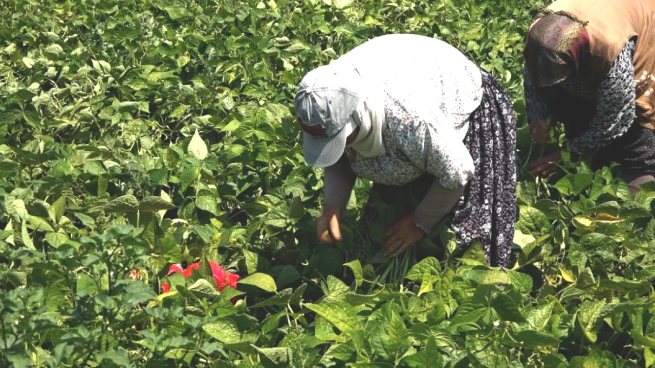 Tarımda Yeni Bir Dönem: Büyükşehir Tohumlarıyla Çiftçinin Yüzü Güldü!